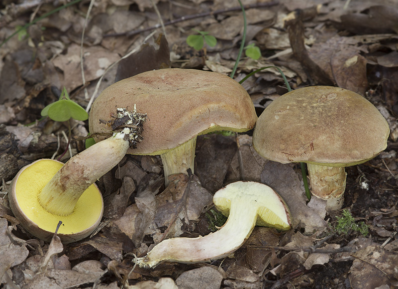 Xerocomus subtomentosus